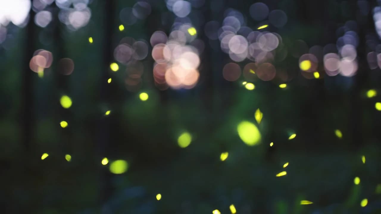 Fireflies crossing a softly lit forest clearing
