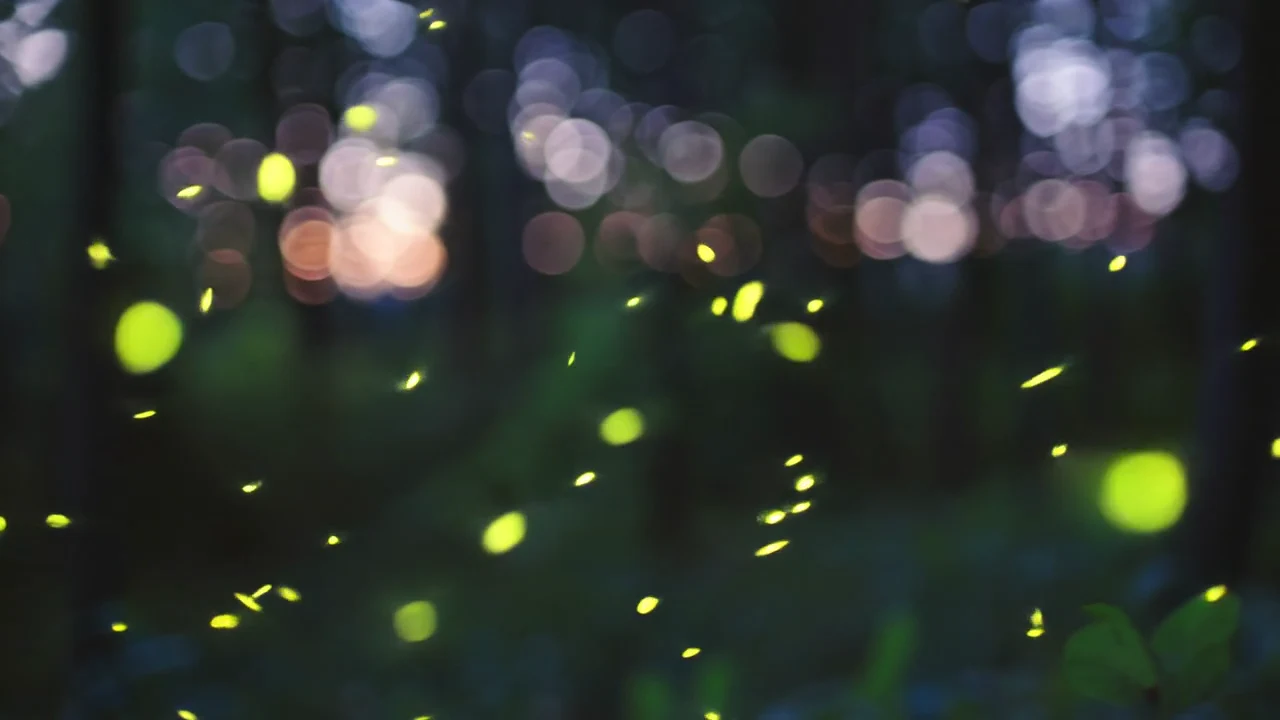 Bioluminescent particles against twilight bokeh