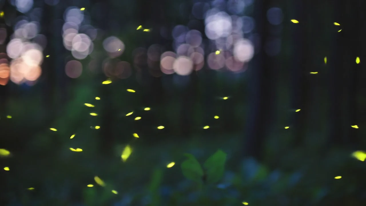 A gathering of fireflies deeper in the dark forest